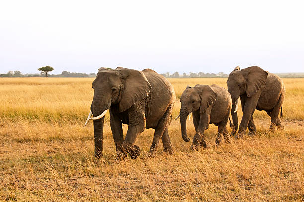 Recent sighting photographed on a Chase Wild safari