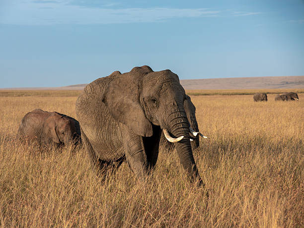 Amboseli