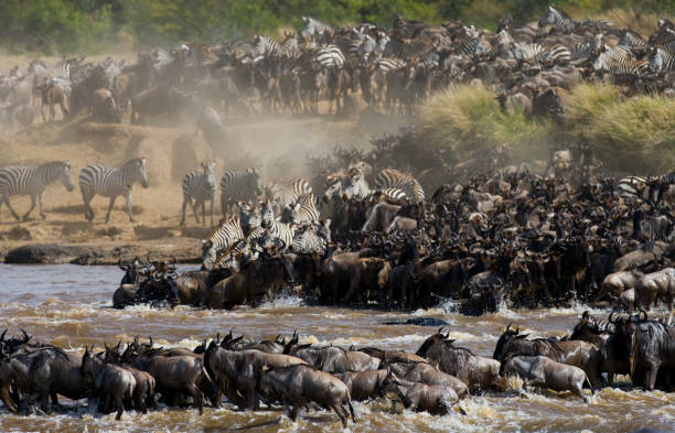 Wildebeest plunging into the Mara River during a crossing